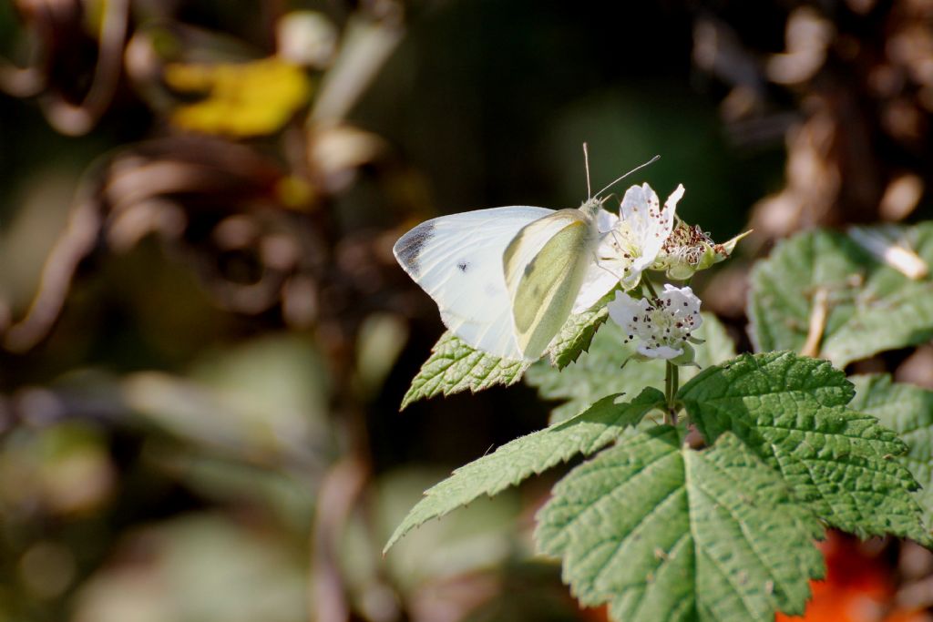 Pieris rapae